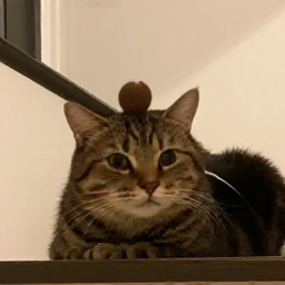 RodgerRakete