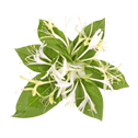 Honeysuckle