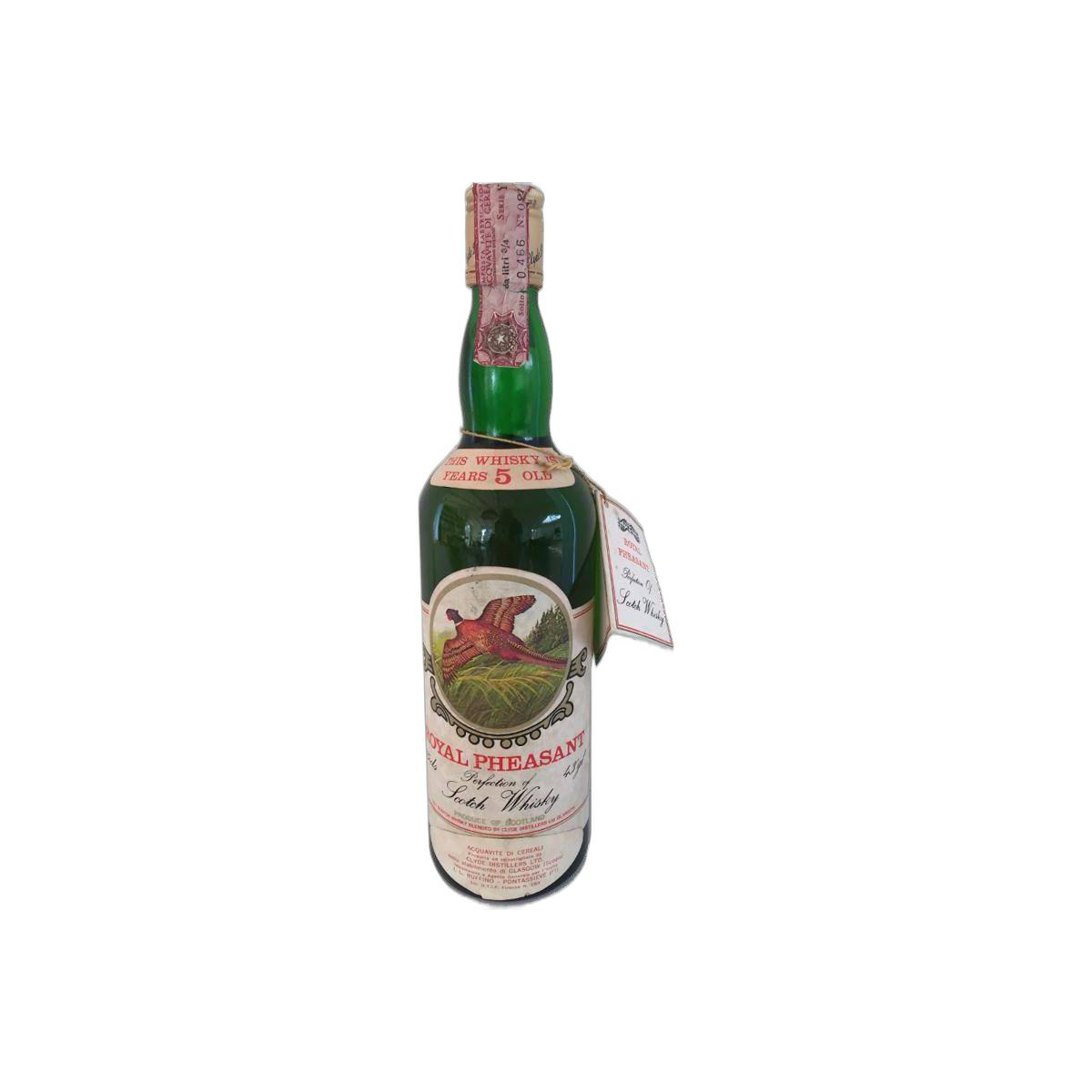 Royal Pheasant 05-year-old