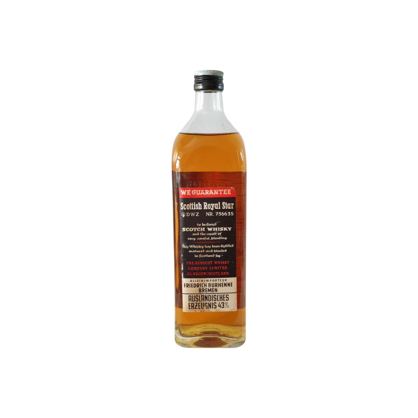 Scottish Royal Star 05-year-old 2
