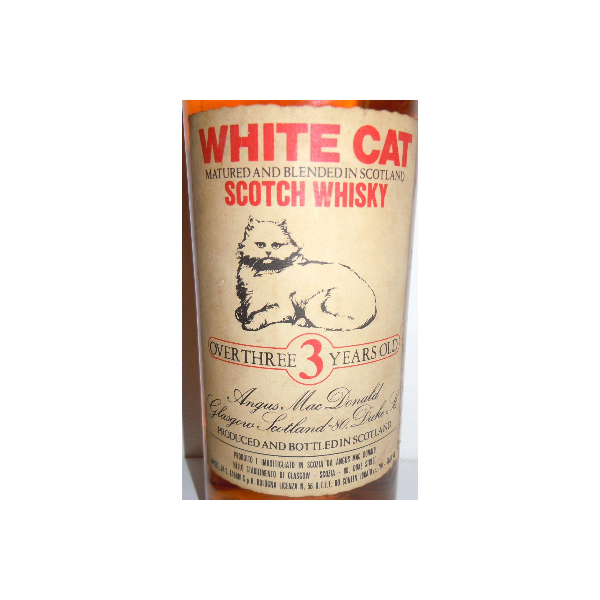 White Cat 03-year-old 2