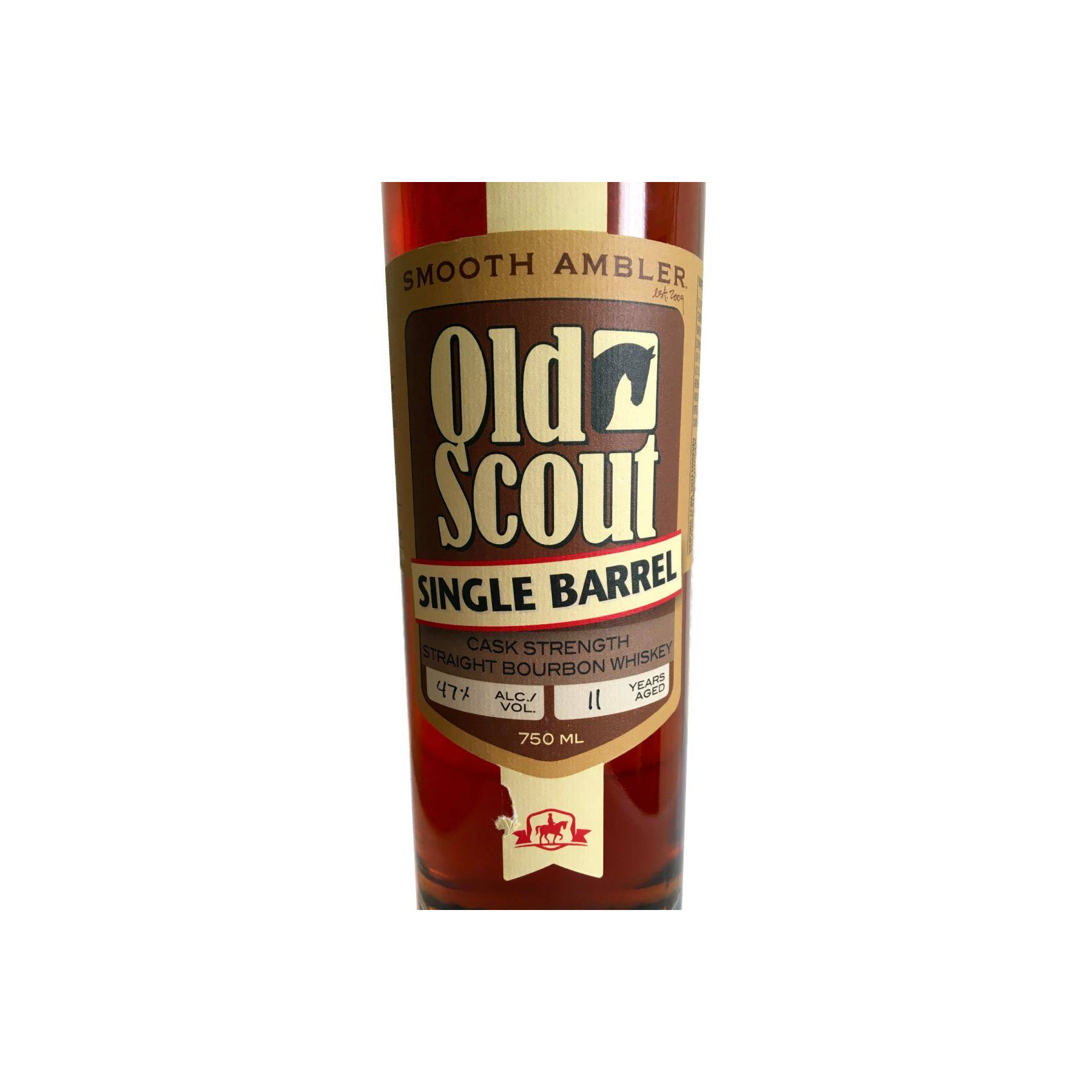 Smooth Ambler 11-year-old 2