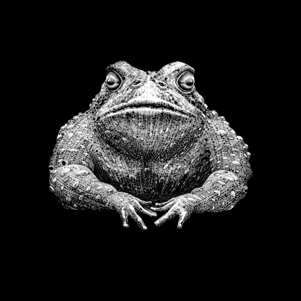 Natterjack
